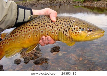 Fly Fisherman Releasing a Large Brown Trout