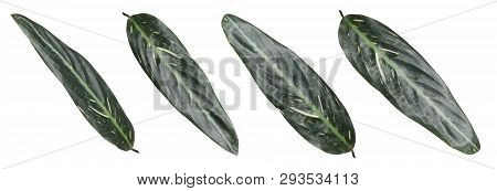 Set Of Fresh Tropical Leaves On White Background