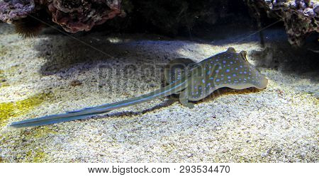 This Is A Close Up Of A Skate