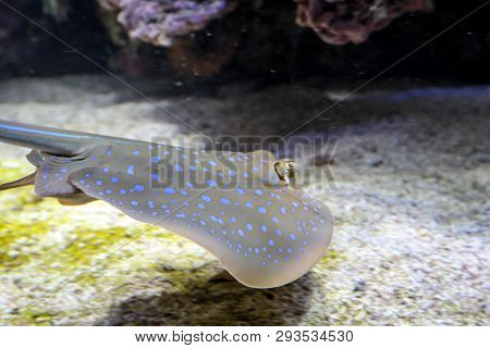 This Is A Close Up Of A Skate