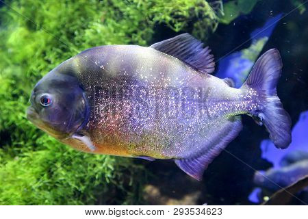 This Is A Close Up Of A Piranha