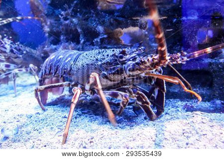 This Is A Portrait Of A Lobster