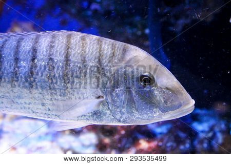 This Is A Close Up Of A Fish In The Reef