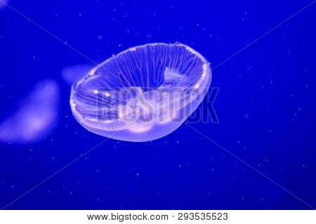 This Is A Portrait Of A Jellyfish