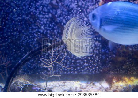 This Is A Close Up Of An Anemone And A Fish