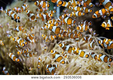 This Is A Group Of Anemone Fishes