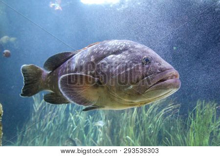 This Is A Close Up Of A Fish