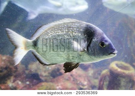 This Is A Close Up Of A Fish