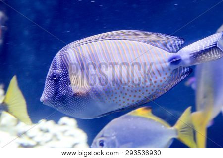 This Is A Close Up Of A Fish