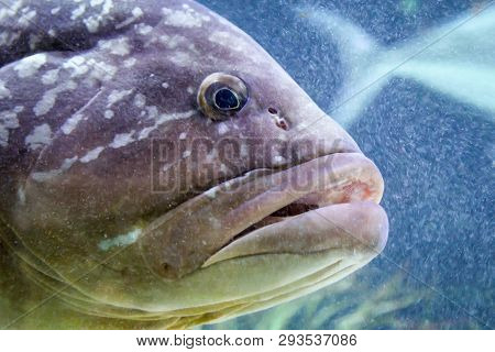 This Is A Close Up Of A Fish
