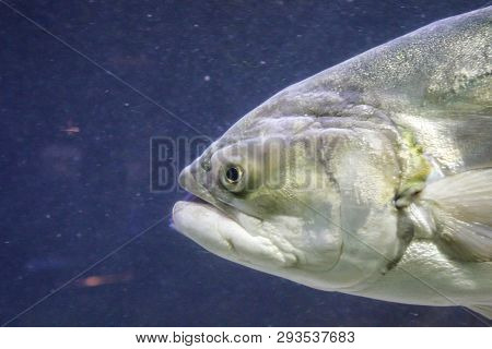 This Is A Close Up Of A Fish