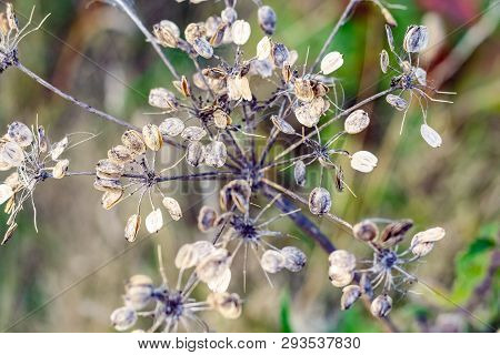 Natural Abstract, Dry Stems Of A Flowering Plant In Winter In Hampstead Heath Of London