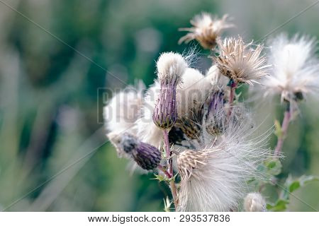 Selective Focus, Fluffy Thistle Plants In Hampstead Heath Of London During Autumn Season