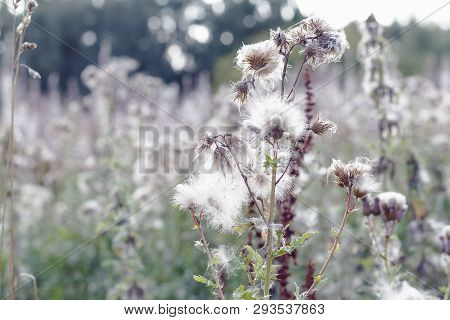 Fluffy Thistle Field In Hampstead Heath Of London During Autumn Season