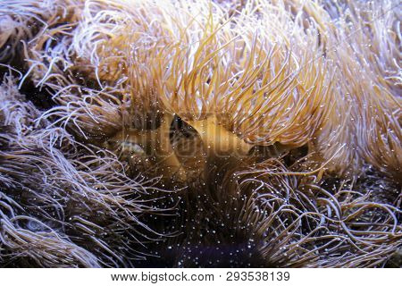 This Is A Close Up Of An Anemone