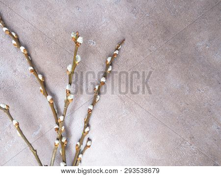 Spring Feeling Nature Background With Willow Branches Srpingtime Background