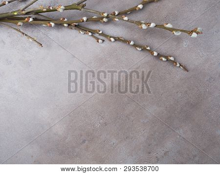 Spring Feeling Nature Background With Willow Branches Srpingtime Background