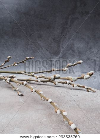 Spring Feeling Nature Background With Willow Branches Srpingtime Background