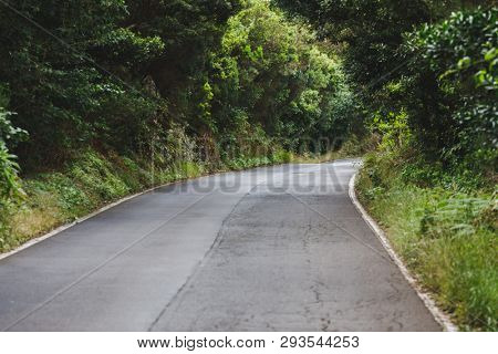 forest road in Anaga rural park, Tenerife
