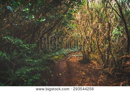 forest in Anaga rural park, Tenerife