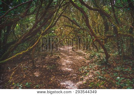 forest in Anaga rural park, Tenerife