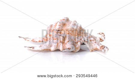 Close On Beautiful Seashell Isolated On White Background