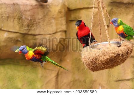 Rainbow Lorikeet And Lorius Lory. Photo From Animal World.