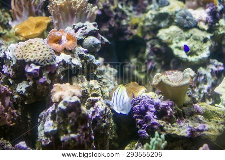 Beautiful Underwater Background With Corals And Fish. Multi-colored Marine Ocean Plants. Exotic Flor