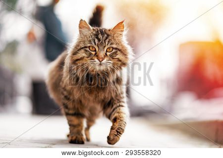 Photo Of Walking Unhappy Ginger Homeless Cat.