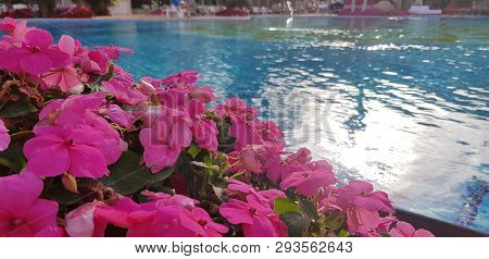 Pink Exotic Flowers Bush Near Blue Waters Of A Swimming Pool In Summer Season