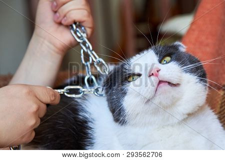 Violence Against Pets, The Owner Keeps The Cat On The Chain