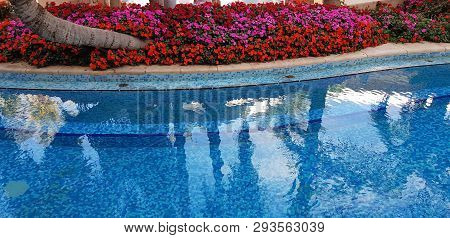 Blue Outdoor Swimming Pool Surrounded By Palm Trees And Exotic Flowers