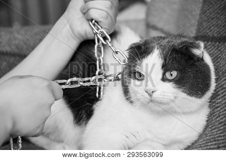 Violence Against Pets, The Owner Keeps The Cat On The Chain