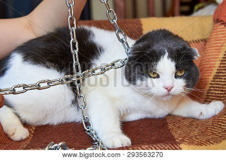 Violence Against Pets, The Owner Keeps The Cat On The Chain