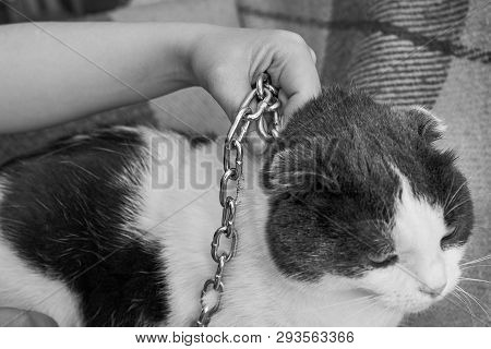 Violence Against Pets, The Owner Keeps The Cat On The Chain