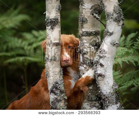 Dog Is Hiding Behind A Tree. Wet Scots Retriever In Nature. Walk With Pet, Toller.
