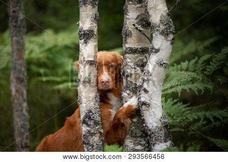 Dog Is Hiding Behind A Tree. Wet Scots Retriever In Nature. Walk With Pet, Toller.