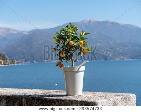 Image Of Little Kumquat Tree In A Pot On A Stone Wall With Lake In The Background