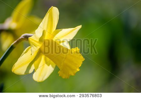 Yellow Narcissus - Daffodil On A Green Background. Spring Flower Narcissus ( Daffodil ), Close-up In