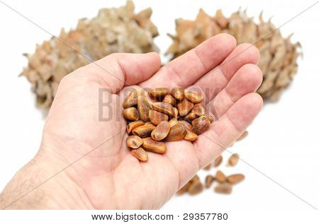 กรวยและถั่วของไซบีเรียซีดาร์สนในมือ (Pinus sibirica)