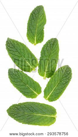Fresh Raw Mint Leaves Isolated On White Background