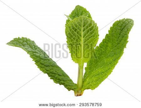 Fresh Raw Mint Leaves Isolated On White Background