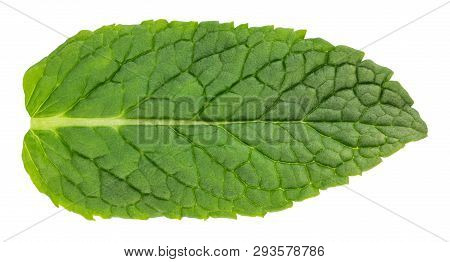 Fresh Raw Mint Leaves Isolated On White Background