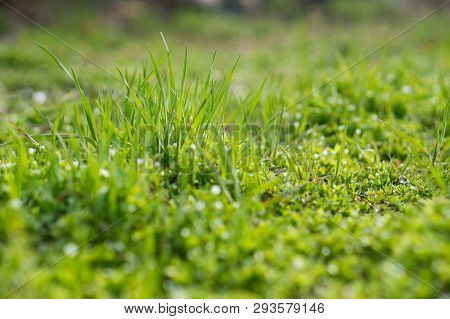 The First Green Grass In The Spring Macroshooting