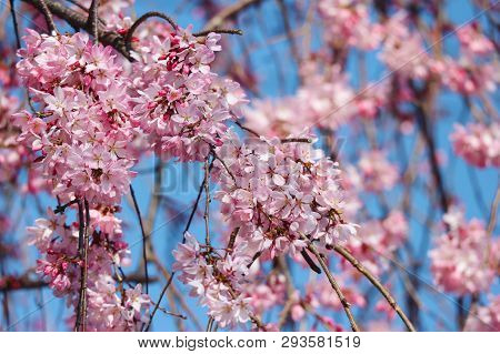 Beautiful Full Blooming Japanese Pink Cherry Blossom Shidare Sakura Branch With Blue Sky.