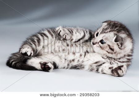 Gattino