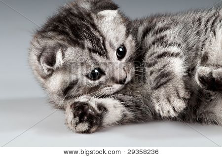 Gattino