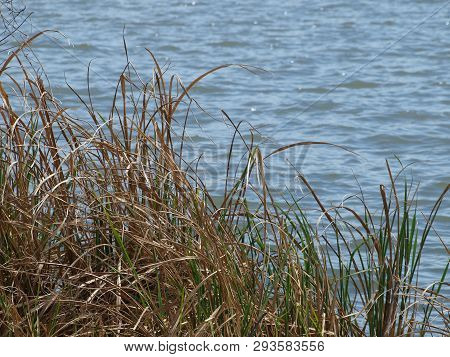Reeds Planted Along Lake Shore Are Effective Anit-erosion