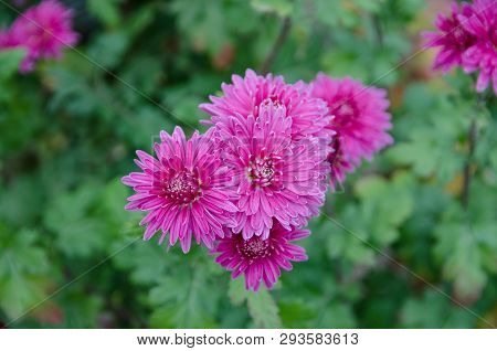Pink Cultural Flowers On A Bed In Summer Day
