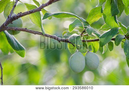 Two Green Plums On A Branch In Summer Day
